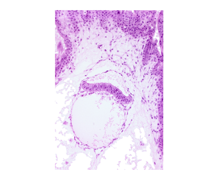 amniotic cavity, extra-embryonic coelom, head mesenchyme, hypoblast, mesoblast (mesenchyme), two-layered amnion