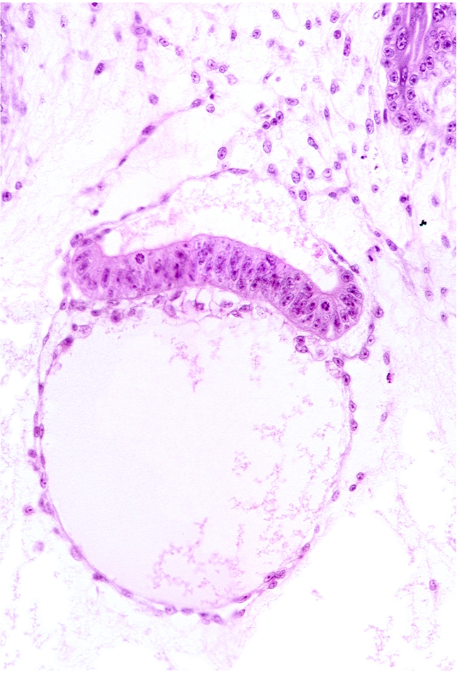epiblast, extra-embryonic endoderm, head mesenchyme, hypoblast, mesoblast (mesenchyme), primordial blood vessel(s), tertiary villus