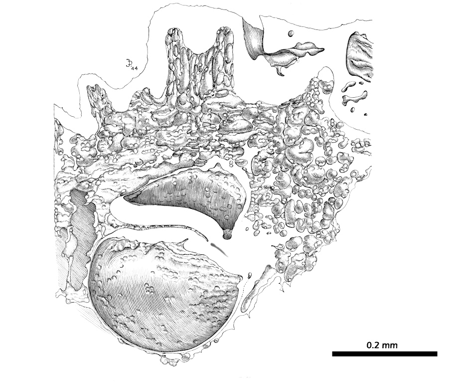 Median sagittal plane - Drawing