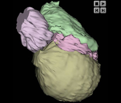 Embryo