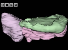 Embryo