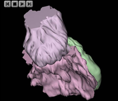 Embryo