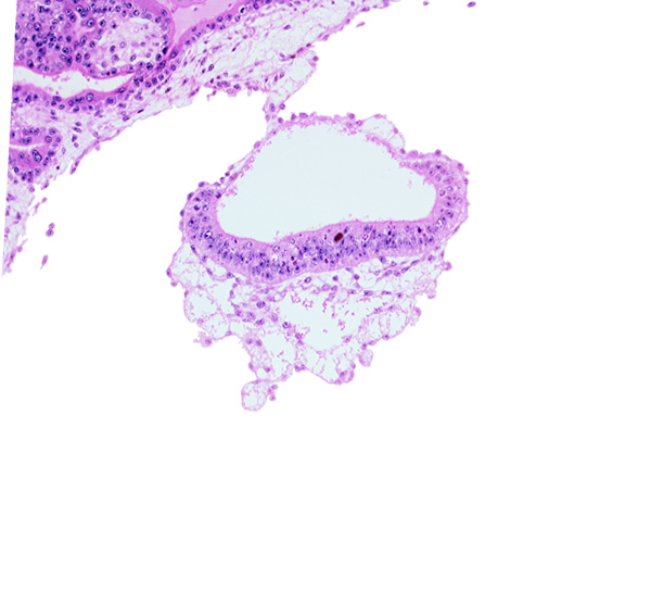 amnion, cephalic edge of umbilical vesicle cavity, epiblast, extra-embryonic endoderm, extra-embryonic mesoblast, hypoblast, junction of amnion and embryonic disc