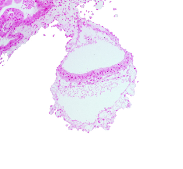 cephalic edge of amniotic duct, connecting stalk, embryonic endoderm, embryonic mesoderm, extra-embryonic ectoderm, extra-embryonic endoderm, extra-embryonic mesoblast, transition from gastrulation node to gastrulation (primitive) streak, umbilical vesicle cavity