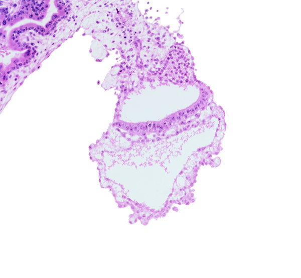 caudal part of amniotic duct, embryonic endoderm, embryonic mesoderm, epiblast, gastrulation (primitive) groove, hemangiogenic tissue, mesothelium, presumptive angioblastic tissue, primordial blood vessel(s)