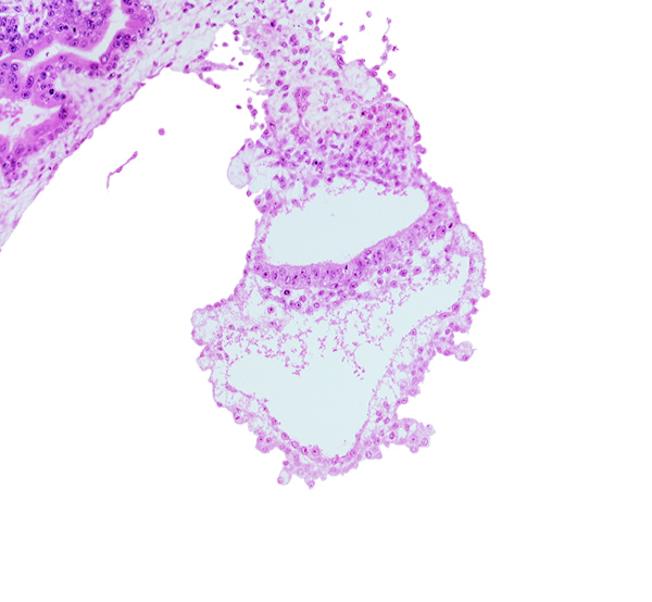 caudal edge of amniotic duct, embryonic endoderm, embryonic mesoderm, extra-embryonic endoderm, gastrulation (primitive) groove, presumptive angioblastic tissue, primordial blood vessel(s)