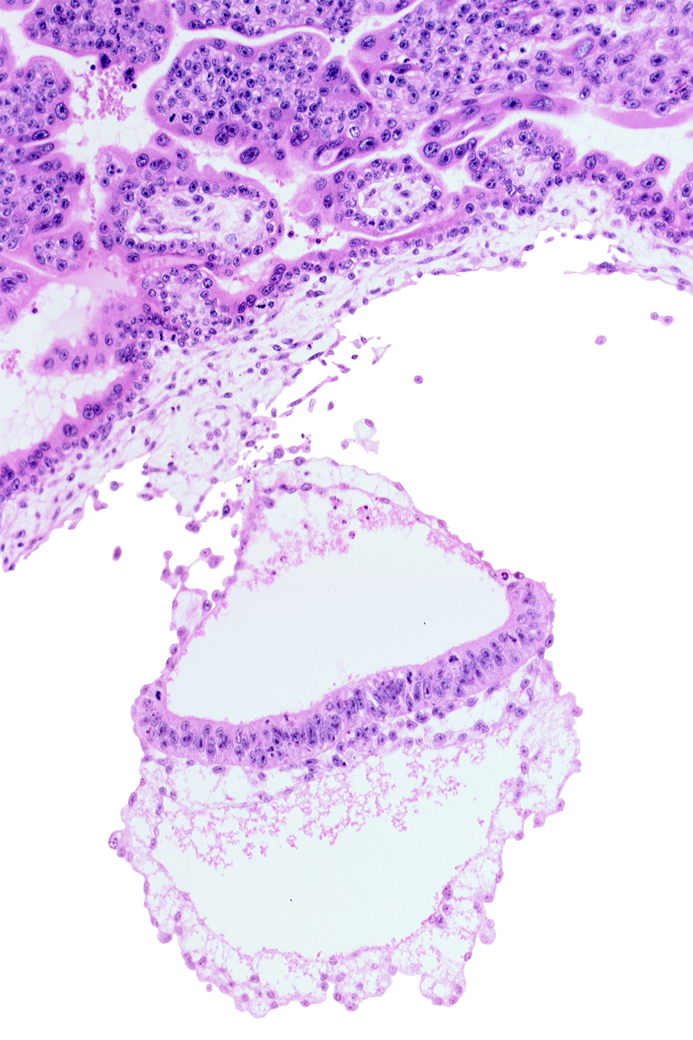 amniotic mesenchyme, epiblast, hemangiogenic tissue, hypoblast, mesothelium of umbilical vesicle, notochordal process, presumptive neural plate, two-layered amnion, umbilical vesicle wall