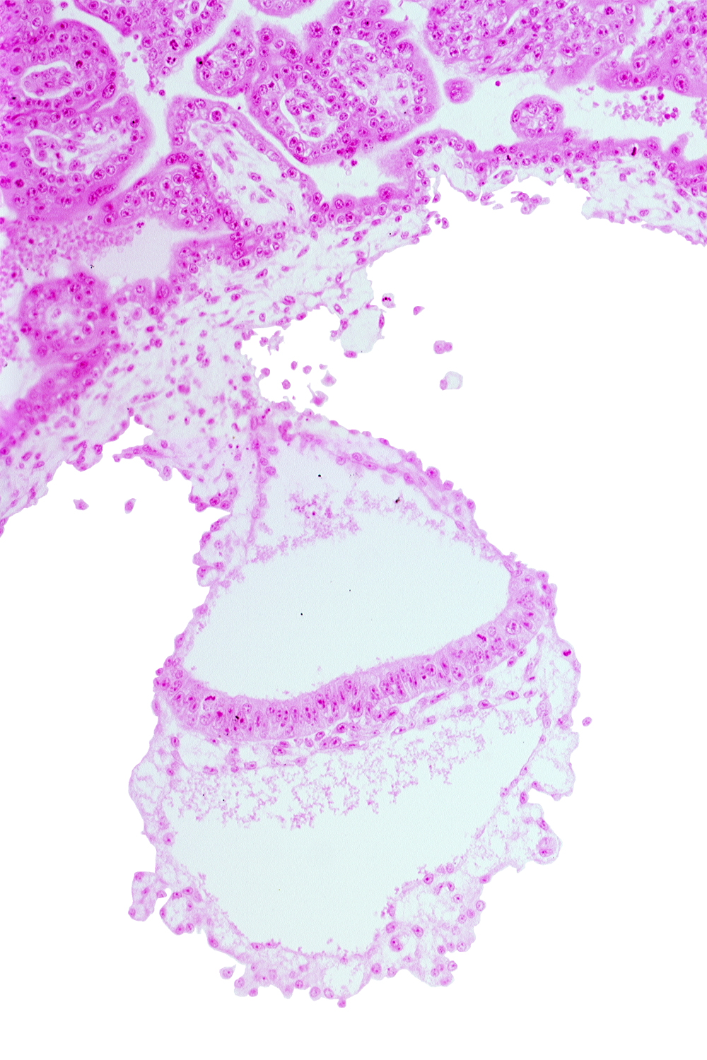 cephalic edge of amniotic duct, connecting stalk, embryonic endoderm, embryonic mesoderm, extra-embryonic ectoderm, extra-embryonic endoderm, extra-embryonic mesoblast, transition from gastrulation node to gastrulation (primitive) streak, umbilical vesicle cavity