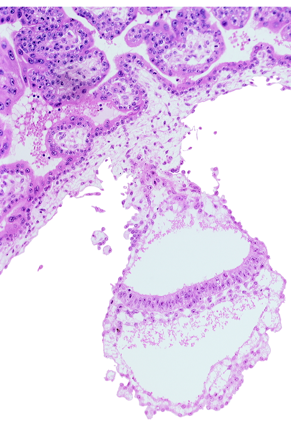 amnion, amniotic cavity, cephalic part of amniotic duct, embryonic endoderm, embryonic mesoderm, extra-embryonic mesoblast, gastrulation (primitive) streak, primordial blood vessel(s), umbilical vesicle cavity