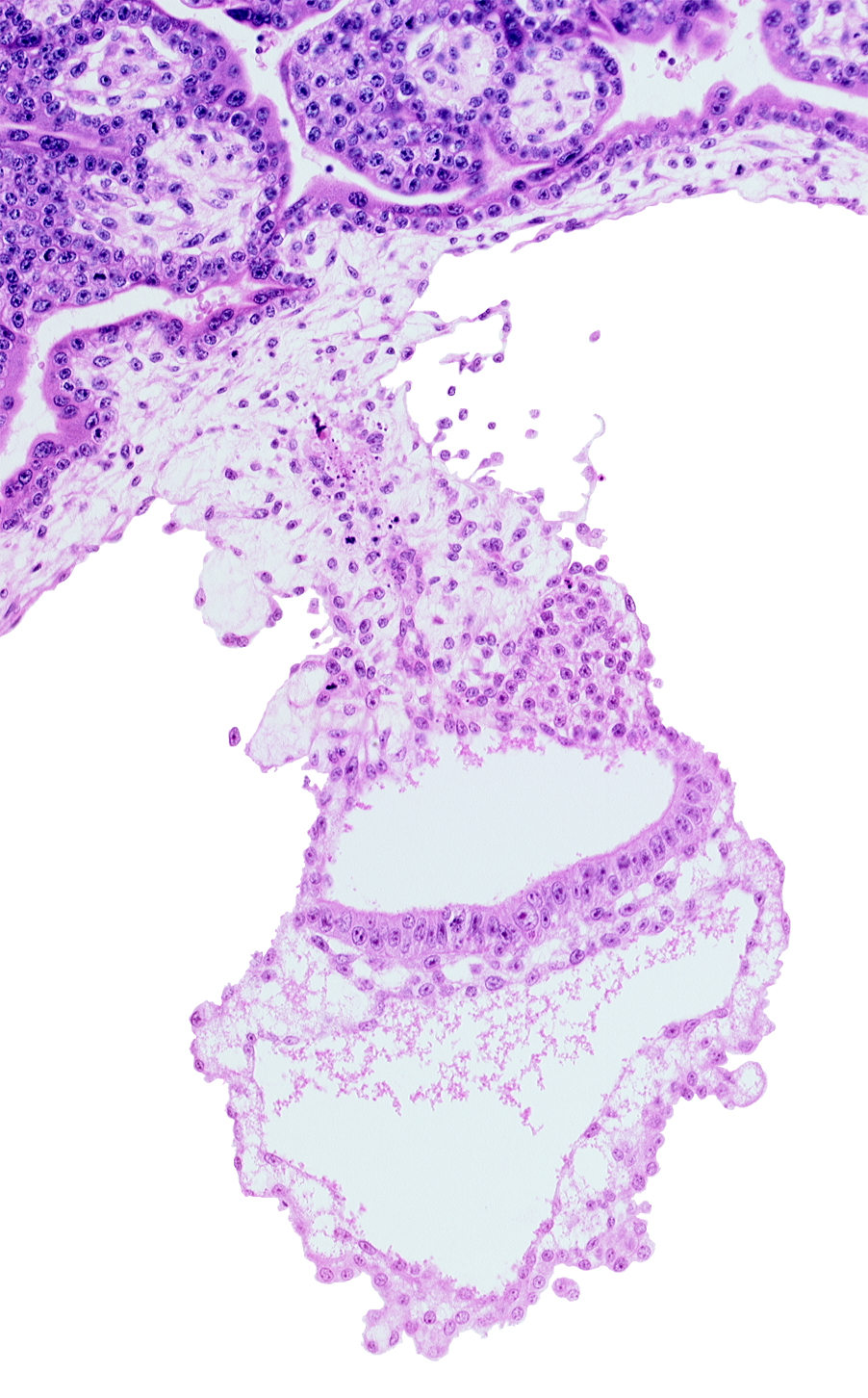 caudal part of amniotic duct, embryonic endoderm, embryonic mesoderm, epiblast, gastrulation (primitive) groove, hemangiogenic tissue, mesothelium, presumptive angioblastic tissue, primordial blood vessel(s)