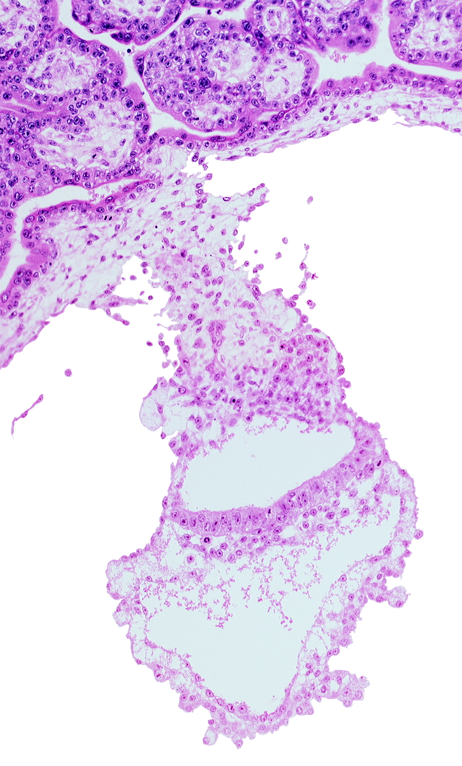 caudal edge of amniotic duct, embryonic endoderm, embryonic mesoderm, extra-embryonic endoderm, gastrulation (primitive) groove, presumptive angioblastic tissue, primordial blood vessel(s)