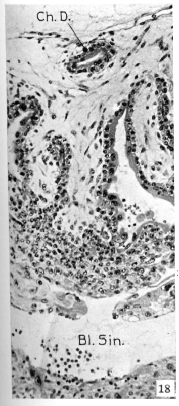 Chorionic duct