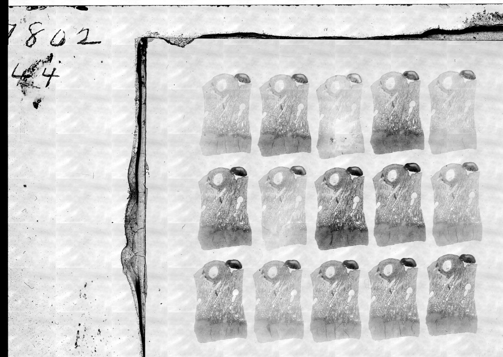 Embryo 7802 original glass slides 44