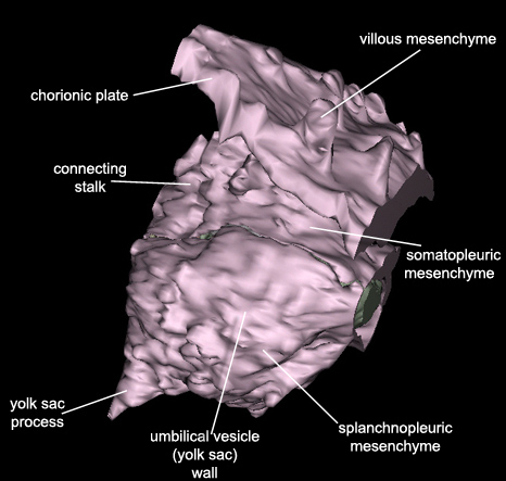 Embryo - Lateral 1