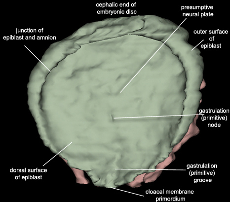 Embryo - Dorsal