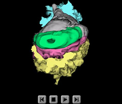 Embryo