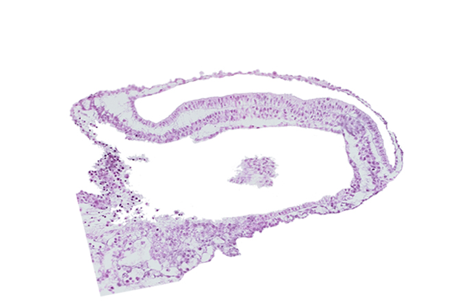 amniotic cavity, connecting stalk, edge of umbilical vesicle wall, gastrulation (primitive) groove, gastrulation (primitive) streak, lateral plate mesoderm, paraxial mesoderm, umbilical vesicle cavity