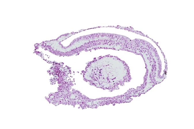 connecting stalk, endoderm, epiblast, gastrulation (primitive) groove, gastrulation (primitive) streak, mesoderm, umbilical vesicle cavity, umbilical vesicle wall