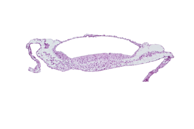 neural groove, neural plate, prechordal plate