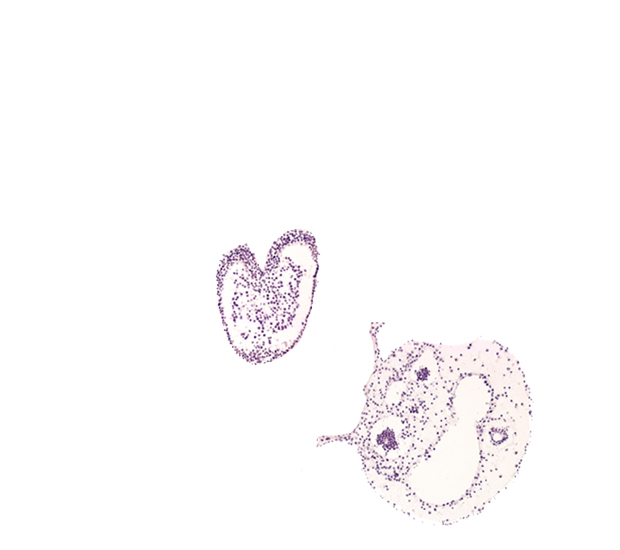 allantoic diverticulum, caudal eminence, common umbilical artery, gastrulation (primitive) streak, left umbilical vein, neural cord, right umbilical vein, surface ectoderm, ventral ectodermal ridge