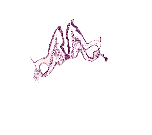 midgut primordium (lumen), notochordal plate, primordial otic placode, rhombomere B (Rh. B), rhombomere C (Rh. C)