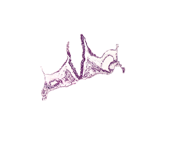 endoderm, head mesenchyme, midgut primordium (lumen), notochordal plate, primordial otic placode, rhombencephalon primordium (R), rhombomere A (Rh. A), rhombomere B (Rh. B), rhombomere C (Rh. C), umbilical vesicle wall