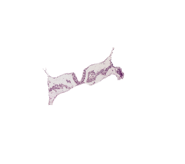 amnion attachment, amniotic cavity, caudal edge of somite 3, cephalic edge of somite 4 (O-4), intermediate mesenchyme, midgut primordium (lumen), rhombomere D (Rh. D), somite 3 (O-3)