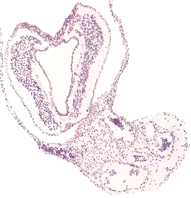allantoic diverticulum, amnion attachment, caudal part of ventral ectodermal ridge, connecting stalk, connecting stalk mesenchyme, hindgut primordium (lumen), junction of caudal edge of embryo and connecting stalk, notochordal (primitive) pit, surface ectoderm