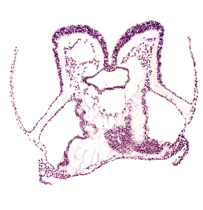 amniotic cavity, artifact separation(s), extra-embryonic coelom, extra-embryonic ectoderm, foregut primordium (lumen), mesencephalon primordium (M), neural groove, pharyngeal pouch 1, primordial endocardium in midline, primordial epimyocardium, primordial neural crest (artifact separation), surface ectoderm, umbilical vesicle cavity