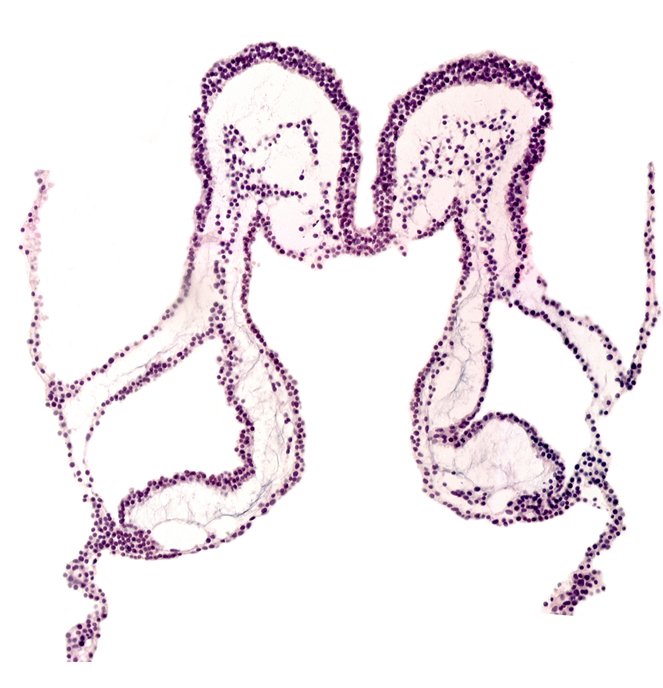 interventricular sulcus, mesencephalon primordium (M), midgut primordium (lumen), presumptive left ventricle, primordial neural crest (artifact separation), umbilical vesicle cavity