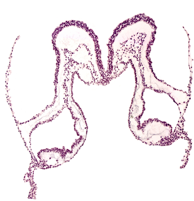 caudal part of mesencephalon primordium (M), presumptive left atrium, presumptive right atrium, primordial left dorsal aorta, primordial pericardial cavity