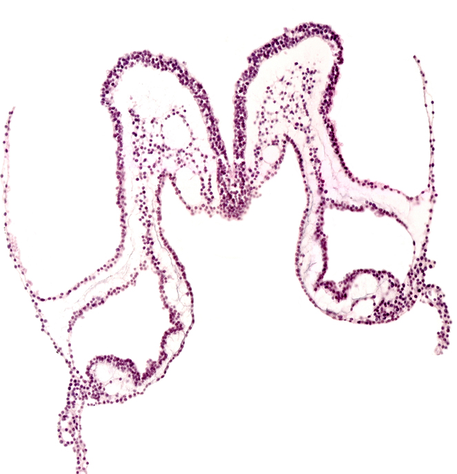 isthmus of rhombencephalon, midgut primordium (lumen), presumptive right atrium, primordial left dorsal aorta, primordial right dorsal aorta, rhombencephalon primordium (R), umbilical vesicle attachment