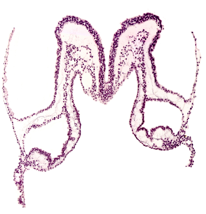 primordial pericardial cavity, rhombencephalon primordium (R)