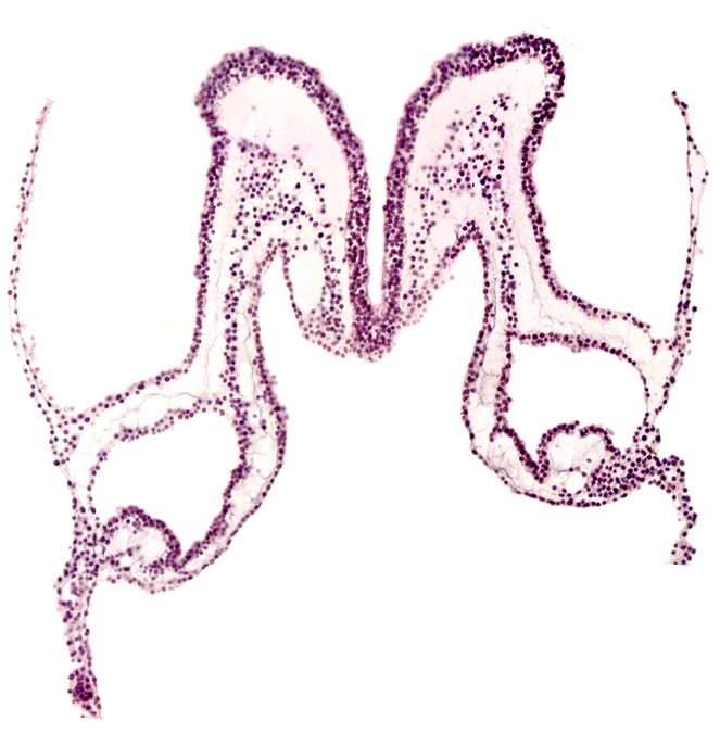 midgut primordium (lumen), presumptive left atrium, primordial left dorsal aorta, primordial right dorsal aorta, rhombencephalon primordium (R)