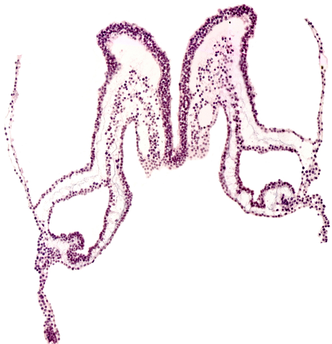 midgut primordium (lumen), neural fold, neural groove, primordial left dorsal aorta, primordial right dorsal aorta