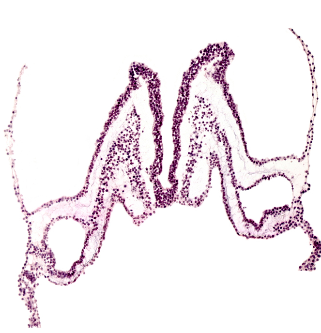 endoderm, extra-embryonic mesoderm, head mesenchyme, neural ectoderm, primordial left dorsal aorta, surface ectoderm