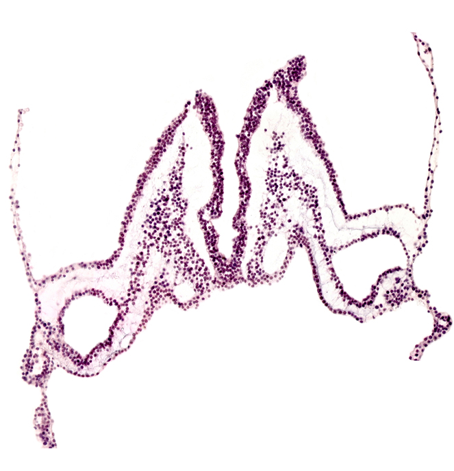 cephalic edge of primordial otic placode, primordial left dorsal aorta, primordial right dorsal aorta, rhombencephalon primordium (R), rhombomere B (Rh. B), rhombomere C (Rh. C)