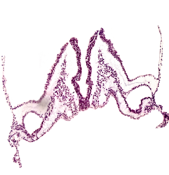 midgut primordium (lumen), notochordal plate, primordial otic placode, rhombomere B (Rh. B), rhombomere C (Rh. C)