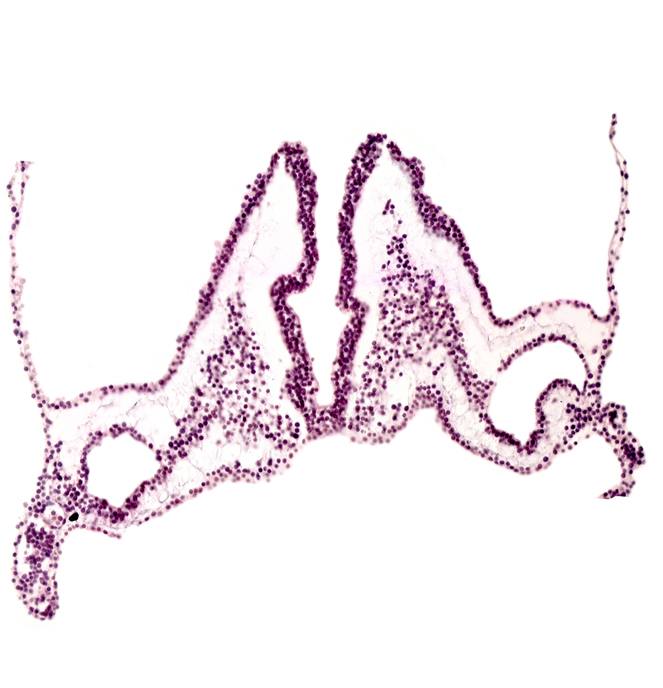 left vitelline (omphalomesenteric) artery, primordial left dorsal aorta, primordial otic placode, rhombencephalon primordium (R), rhombomere A (Rh. A), rhombomere B (Rh. B), rhombomere C (Rh. C), right vitelline (omphalomesenteric) artery, right vitelline (omphalomesenteric) vein