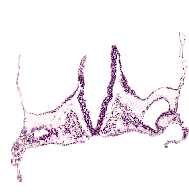 endoderm, head mesenchyme, midgut primordium (lumen), notochordal plate, primordial otic placode, rhombencephalon primordium (R), rhombomere A (Rh. A), rhombomere B (Rh. B), rhombomere C (Rh. C), umbilical vesicle wall