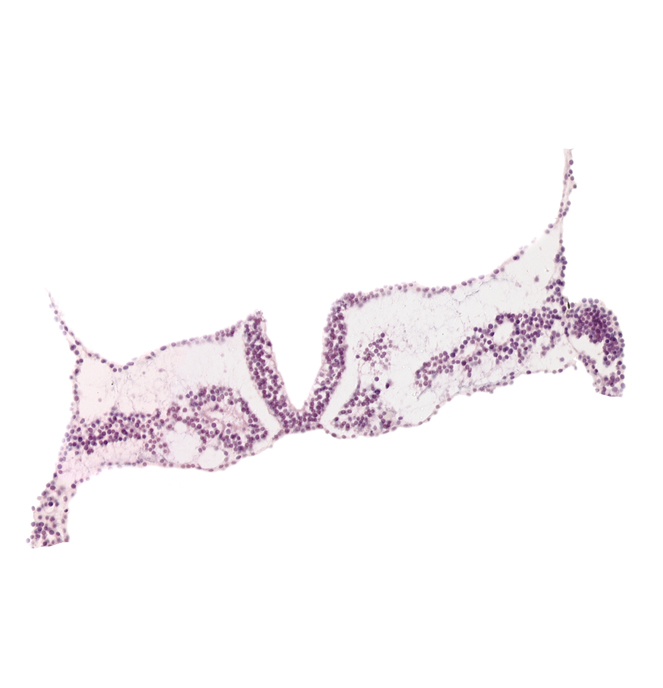 caudal edge of intra-embryonic coelom, caudal edge of somite 1 (O-1), cephalic edge of somite 2 (O-2), midgut primordium (lumen), neural groove, neural plate, rhombomere D (Rh. D), somitocoel 2