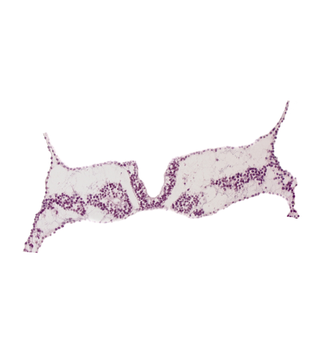 angioblastic tissue, cephalic edge of somite 3 (O-3), endoderm, midgut primordium (lumen), neural fold, neural groove, somite 3 (O-3), somitocoel 3, umbilical vesicle wall