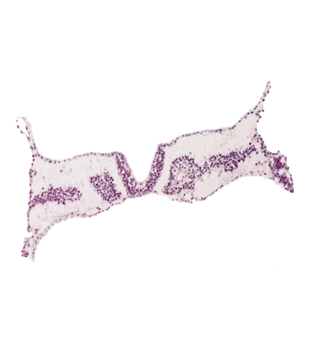 amniotic cavity, lateral plate mesoderm, rhombomere D (Rh. D), somite 3 (O-3), somitocoel 3, umbilical vesicle cavity