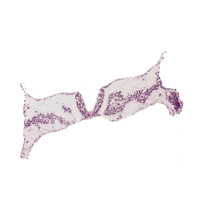 amnion attachment, amniotic cavity, caudal edge of somite 3, cephalic edge of somite 4 (O-4), intermediate mesenchyme, midgut primordium (lumen), rhombomere D (Rh. D), somite 3 (O-3)