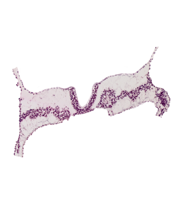 notochordal plate, rhombencephalon primordium (R), somite 3 (O-3), somite 4 (O-4), surface ectoderm