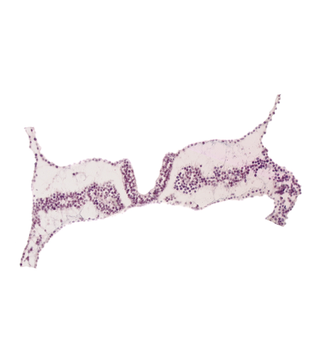 intermediate mesenchyme, lateral plate mesoderm, midgut primordium (lumen), somite 3 (O-3), somite 4 (O-4)