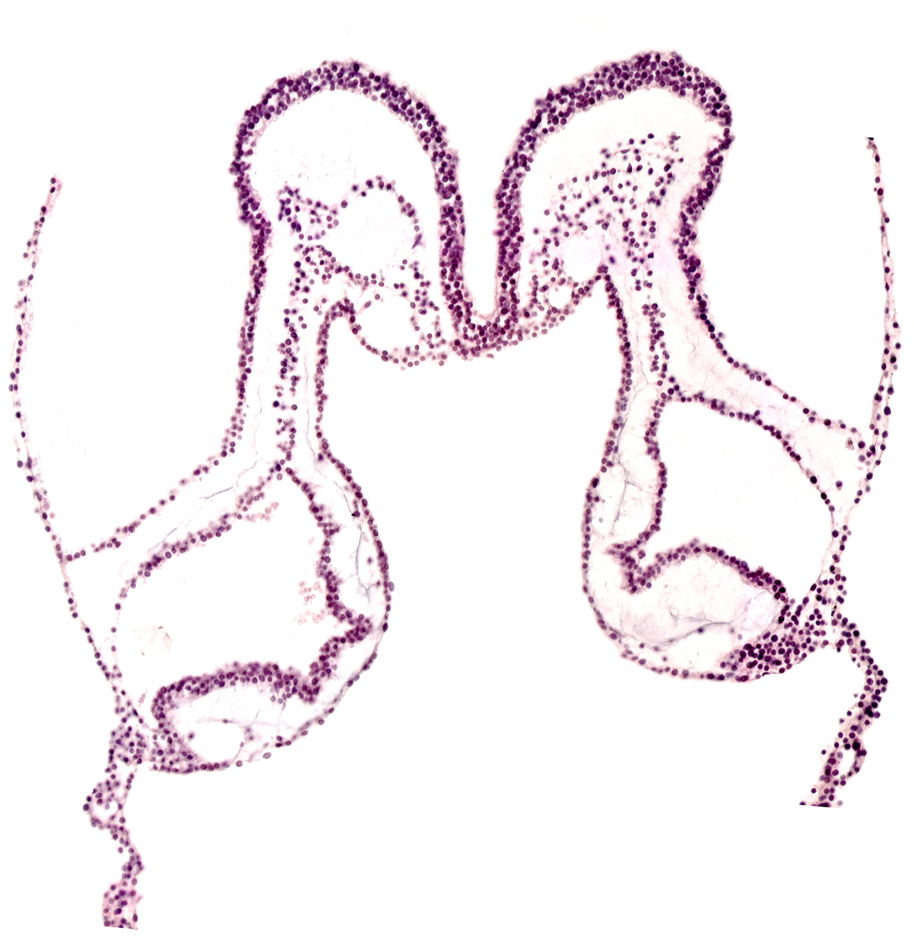 head mesenchyme, mesencephalon primordium (M), midgut primordium (lumen), presumptive left atrium, presumptive right atrium, primordial epimyocardium, primordial left dorsal aorta, primordial right dorsal aorta