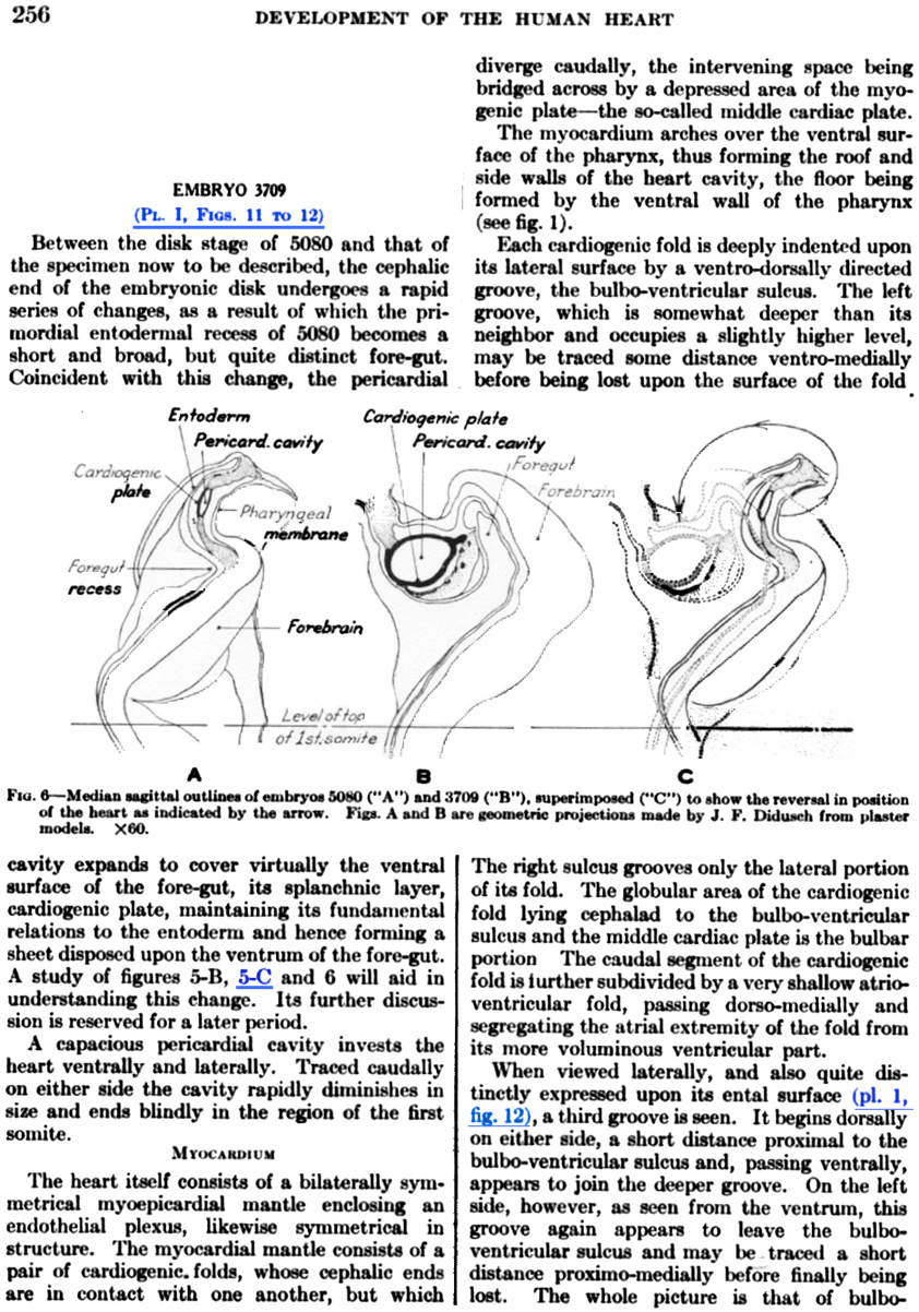 Development of the heart