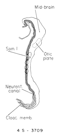 Median section