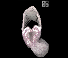 3D Flythrough Head to Tail